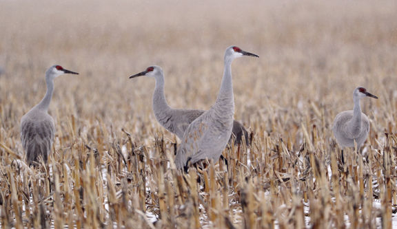 Cranes in snow